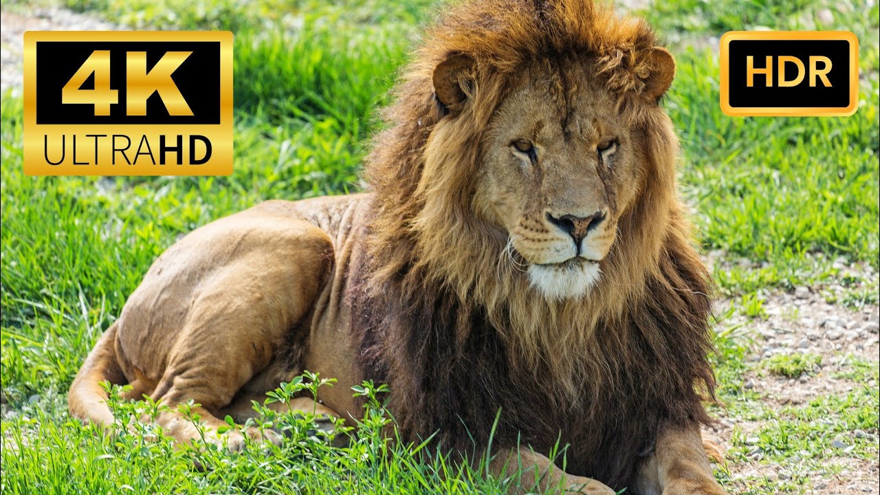 Majestic Lions in 4K Ultra HD | Powerful Wildlife Documentary | Animals Dolby 