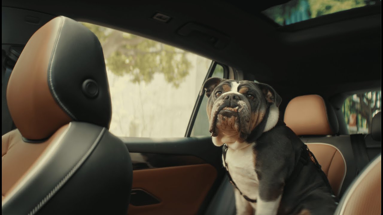Volkswagen Tiguan | Собаки