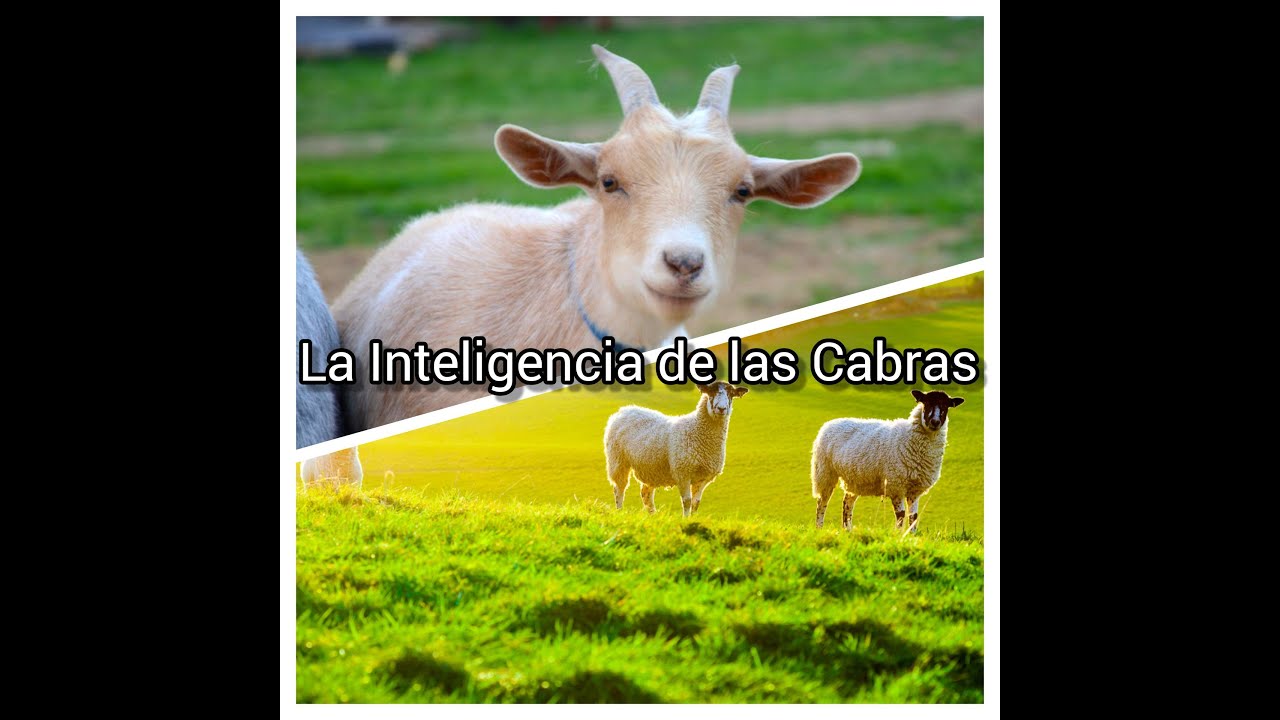 La Inteligencia de las Cabras