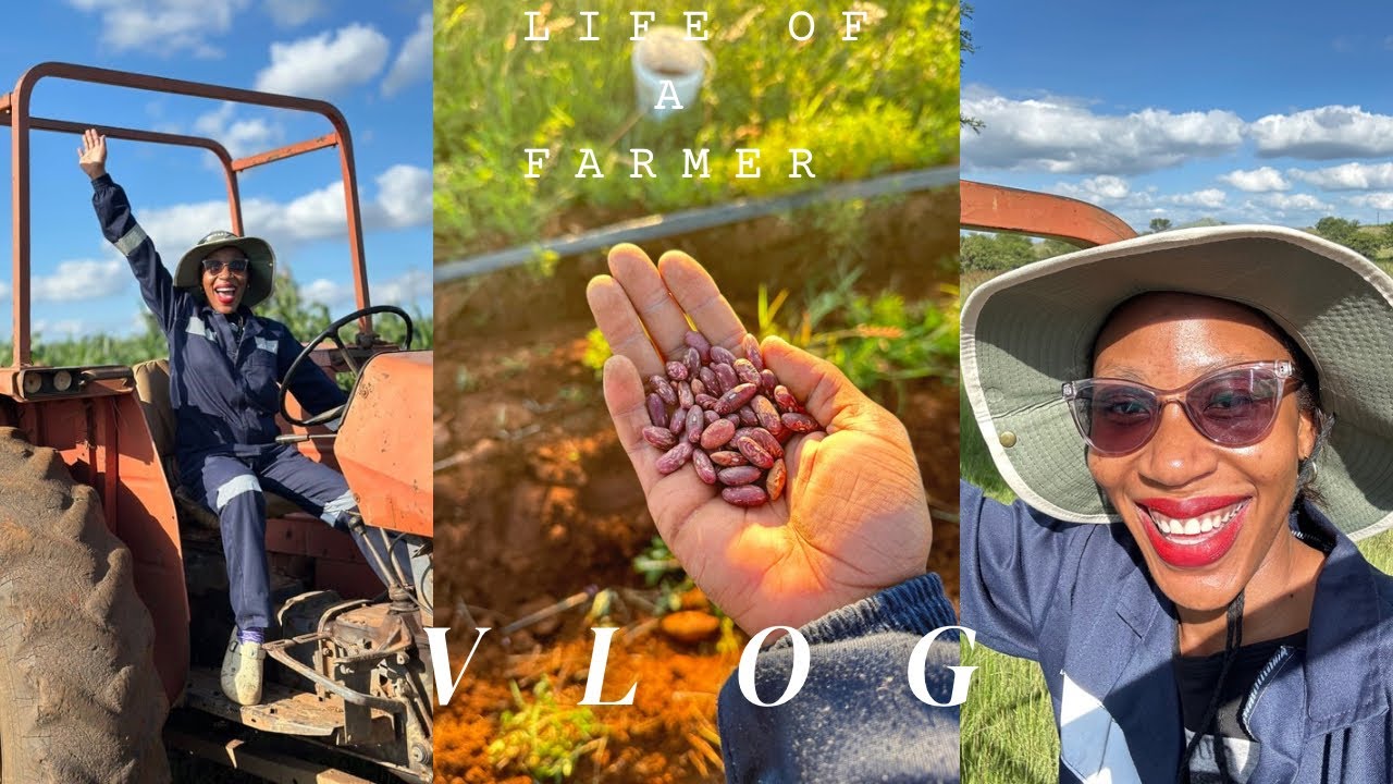 FARM LIFE VLOG| Evening On The Farm| Planting Beans & Stargrass| ZimYoutuber 