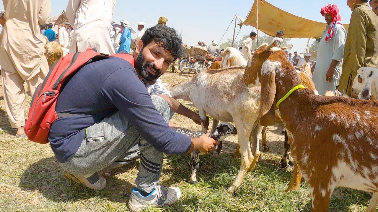 Bakra Mandi Vlog | Bary Eid Kay Leay Bakray | Mujahid Abbas Vlogs