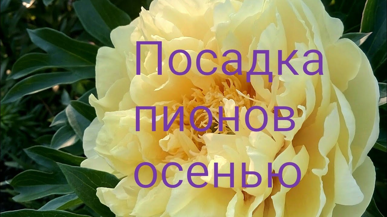 Посадка пионов травянистых и ито гибридов осенью.