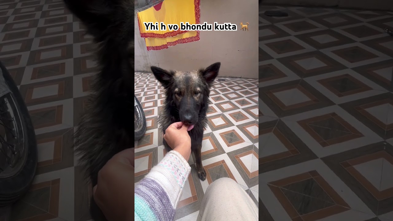 #Germanshepherd