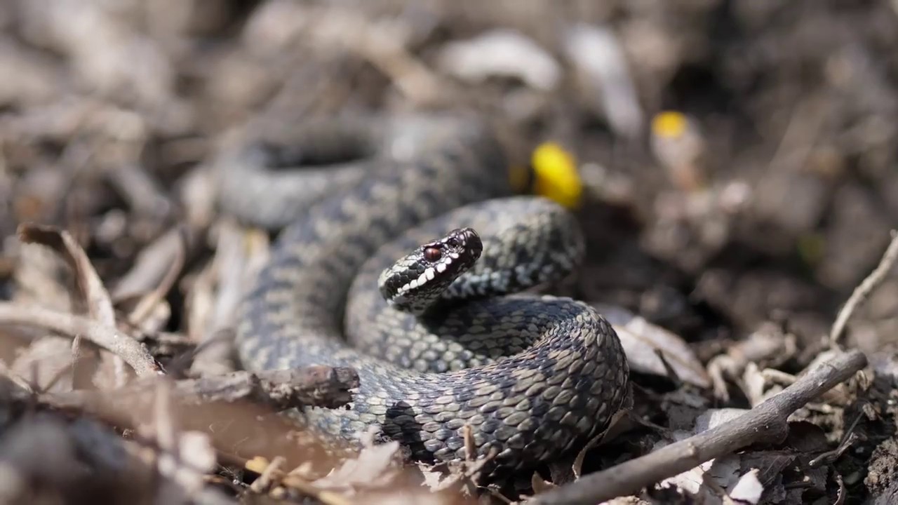 Vipera Berus - The European Adder