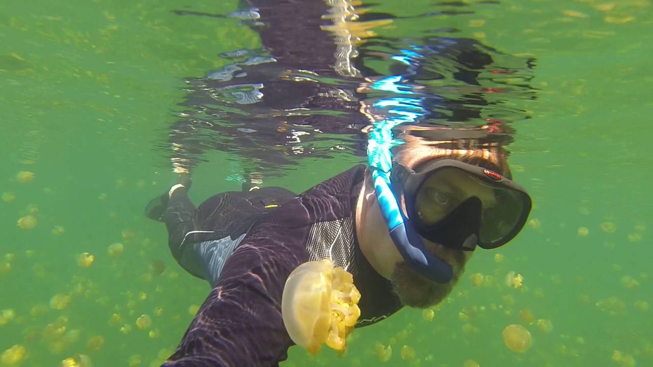 Swim Through Jellyfish Lake, Palau