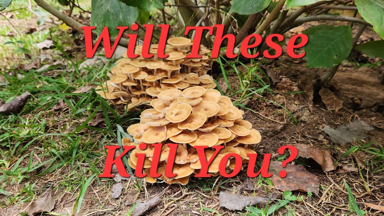 Armillaria, HONEY Mushrooms: Identify, Forage, Eat