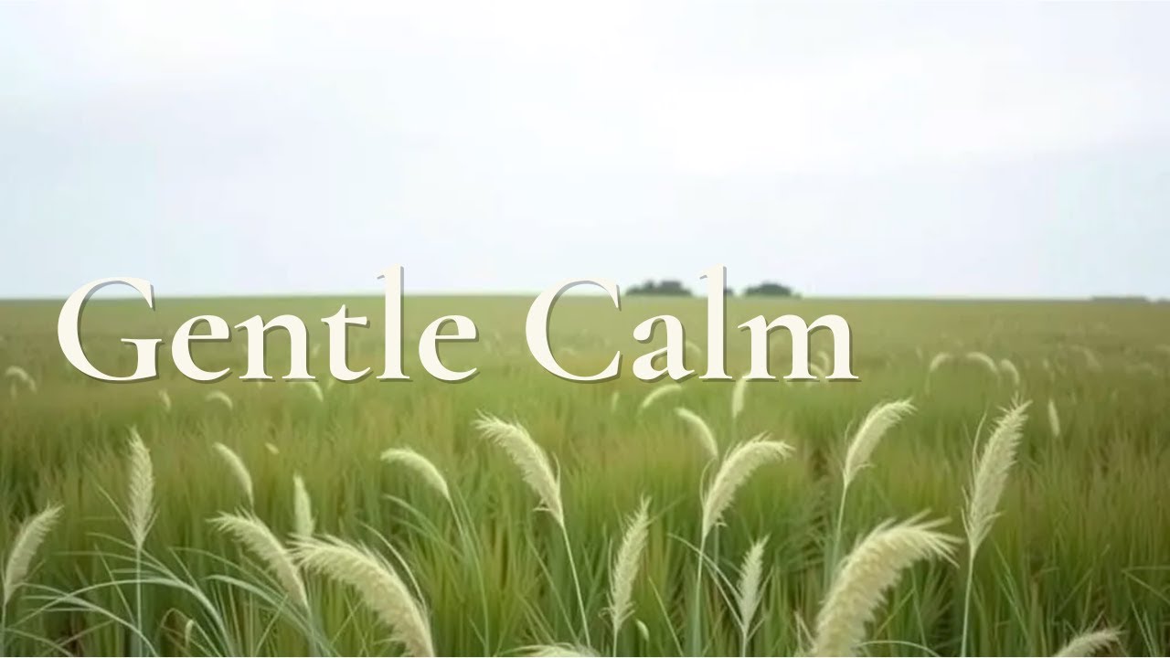 Lofi BGM for Gentle Calm｜リラックス・心を整える｜静止した草原、無音のような時間｜Sunlit Meadow LoFi