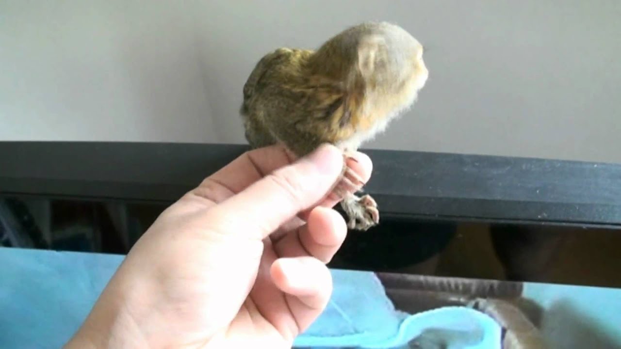 Pygmy　Marmoset　ピグミーマーモセット