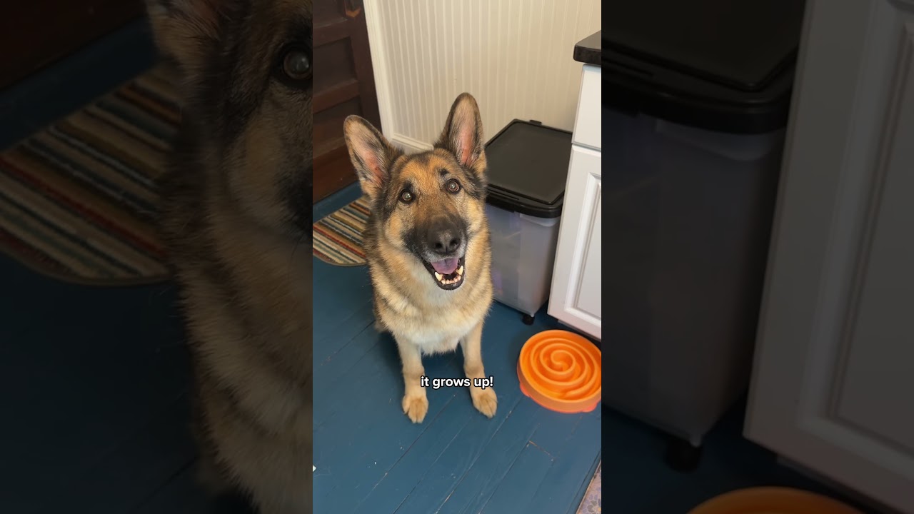 The best dogs ever 🥰 Audio - Ze Frank
