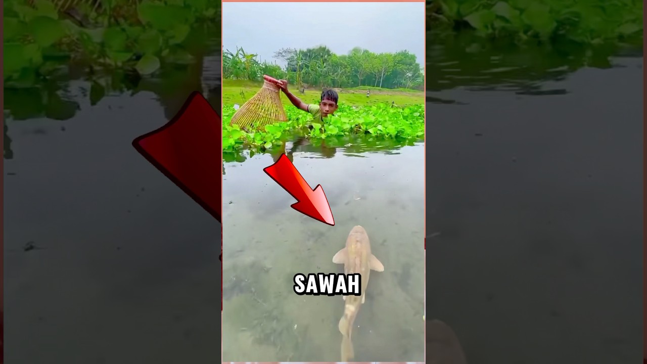 Menangkap ikan di sawah 