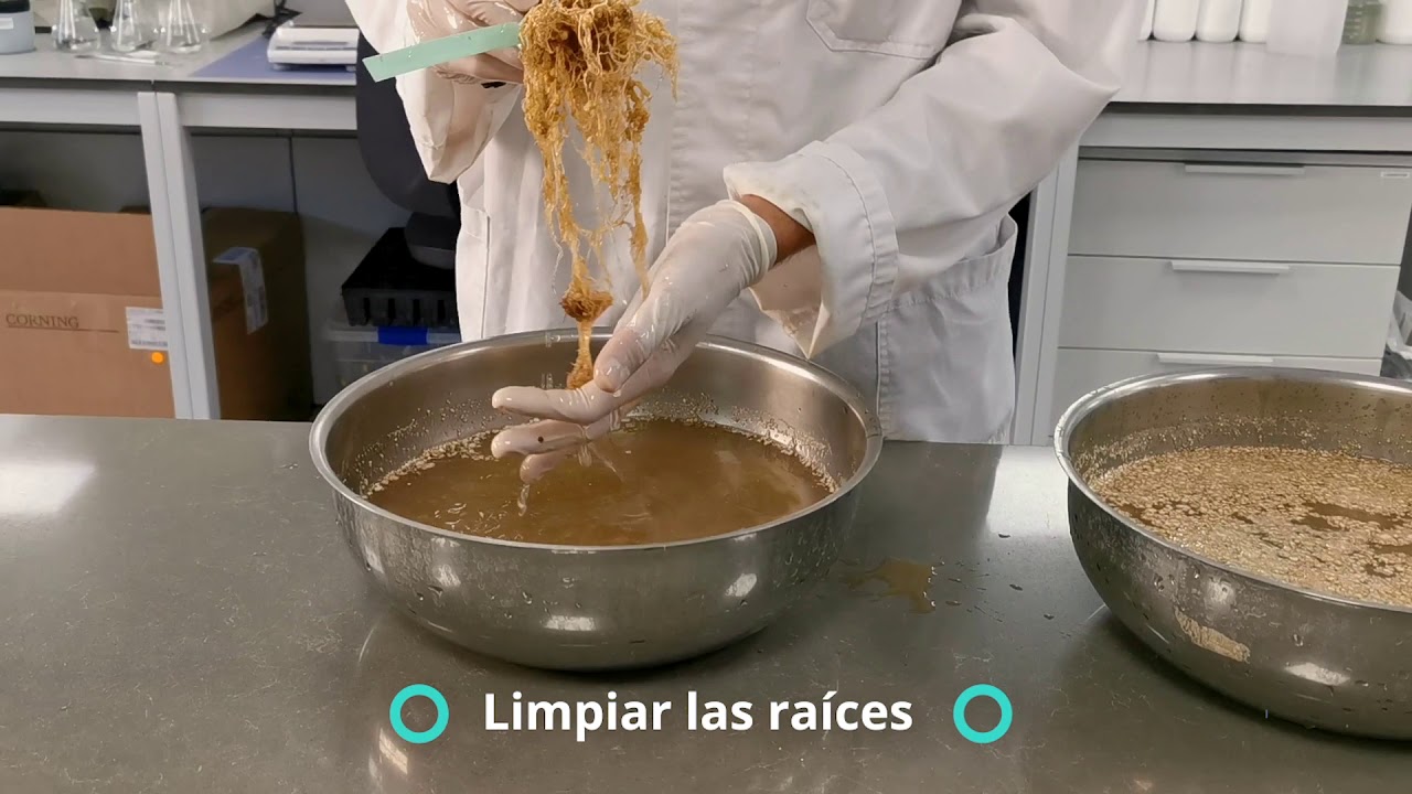 Cría de nematodos para ensayos de laboratorio