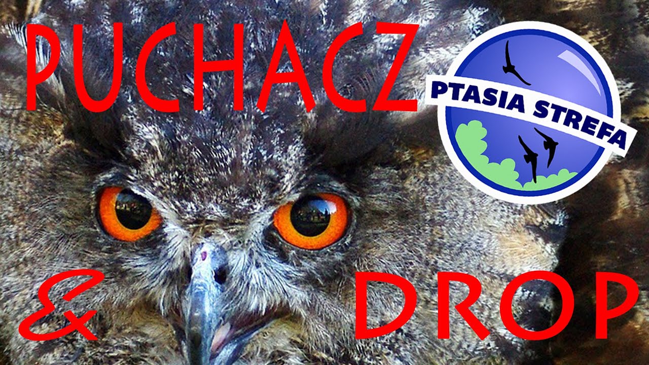 puchacz i drop