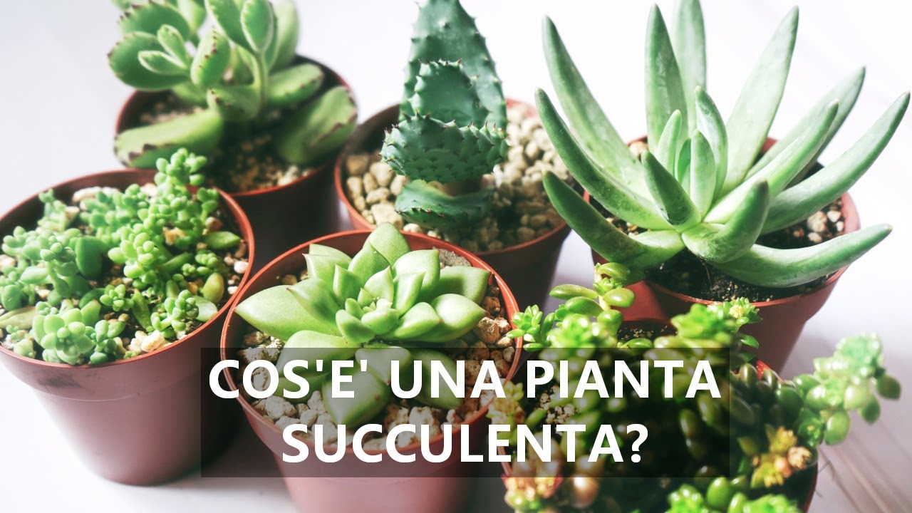 Ecco che devi sapere sulle piante succulente (erroneamente chiamate piante grasse)