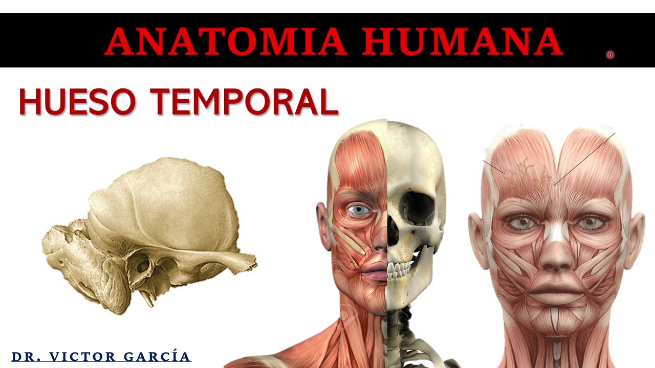 Hueso Temporal - Anatomía Humana en Odontología