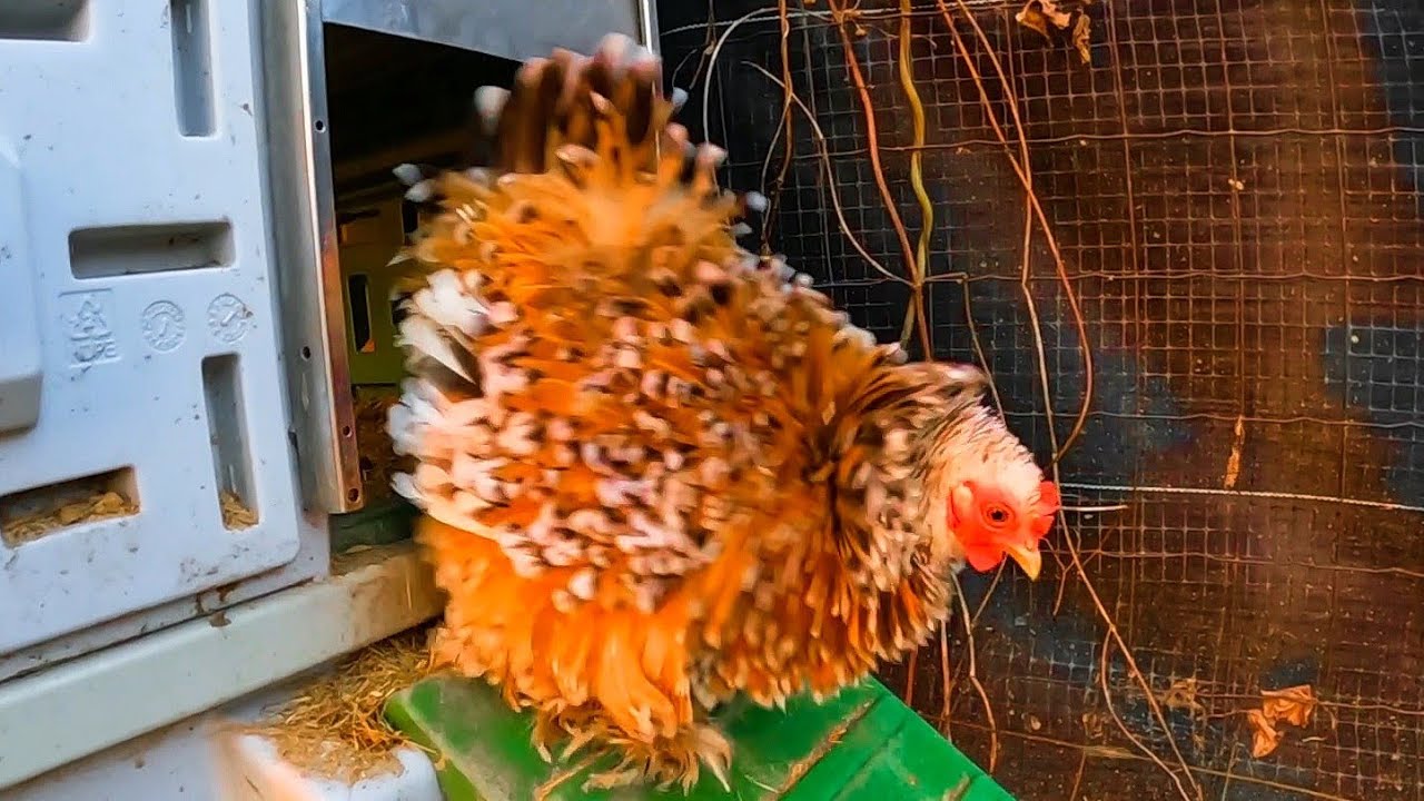 #chicken 🐓🐤🐓 Kurnik Kazika od wschodu do zachodu słońca