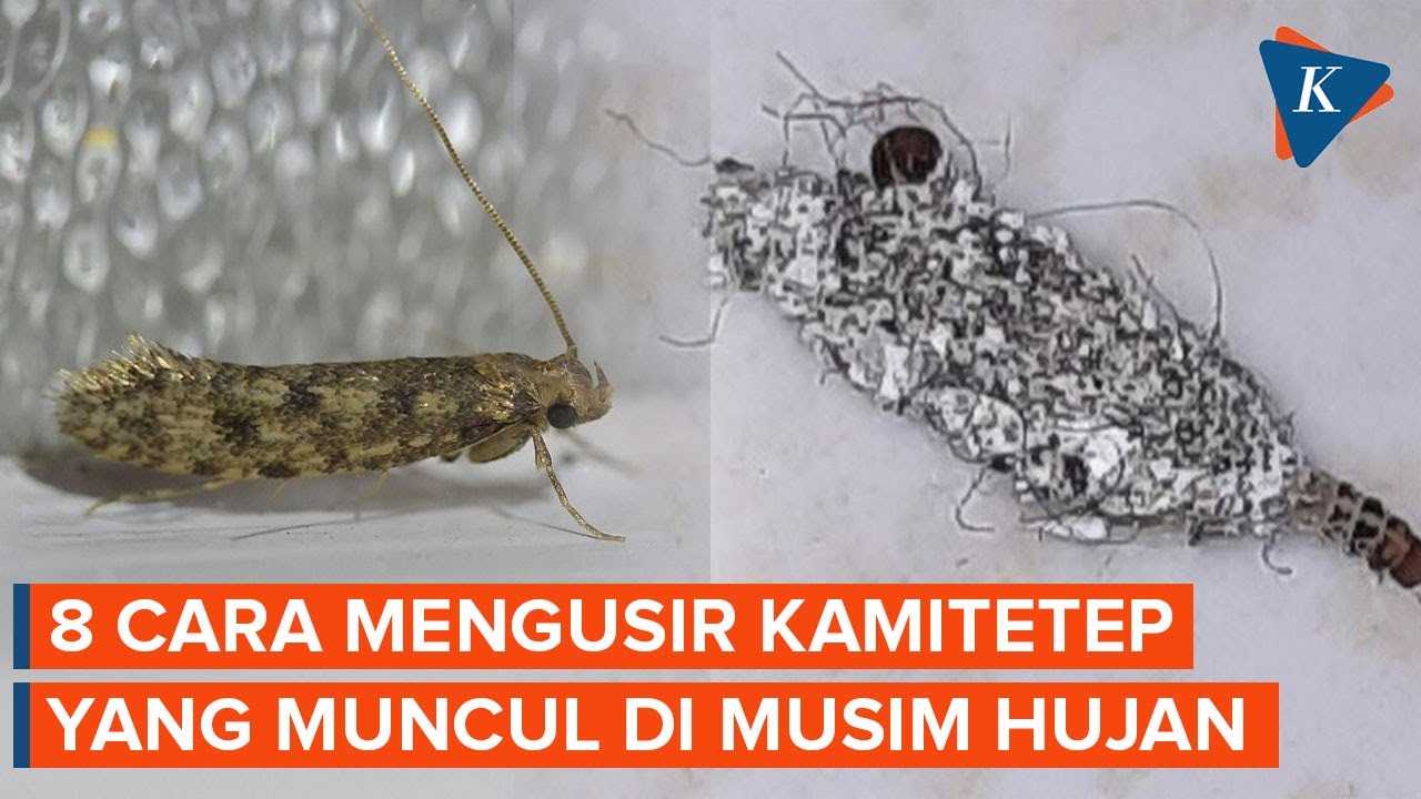 Bikin Gatal-gatal, Ini 8 Cara Mengusir Kamitetep yang Banyak Muncul di Musim Hujan