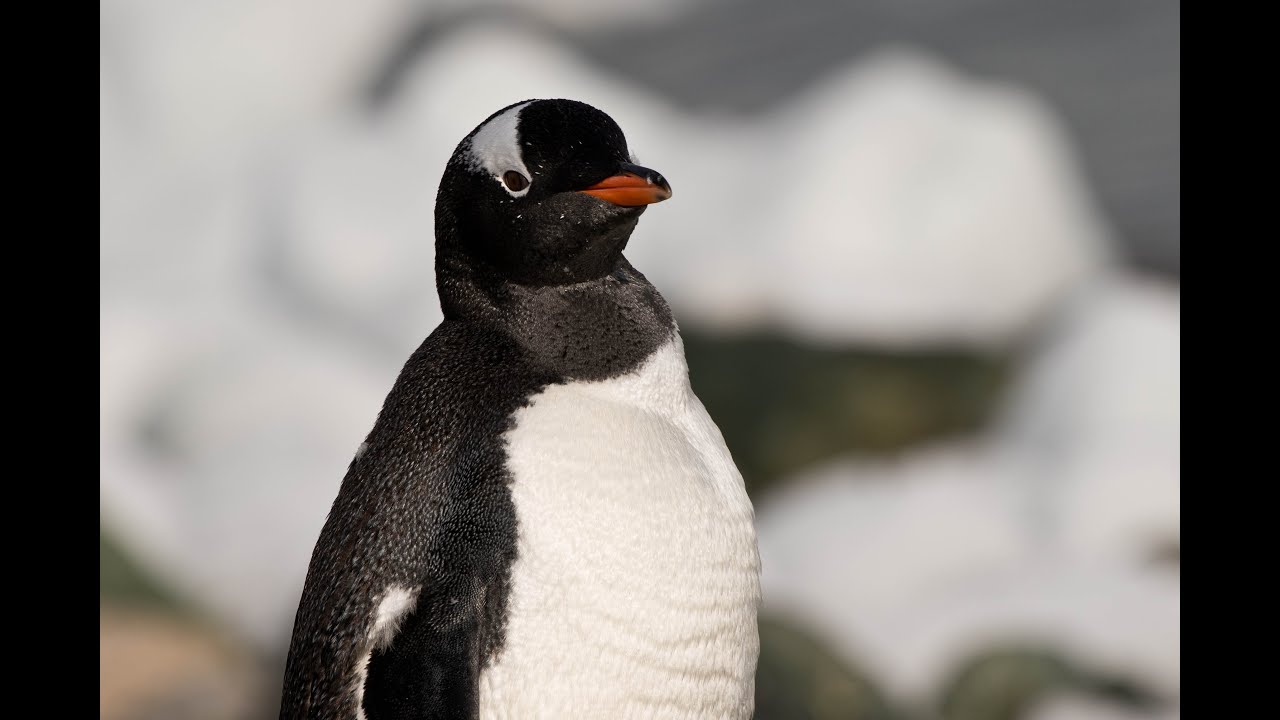 Wildlife of South Orkney and Antarctic Peninsula - Chapter 4