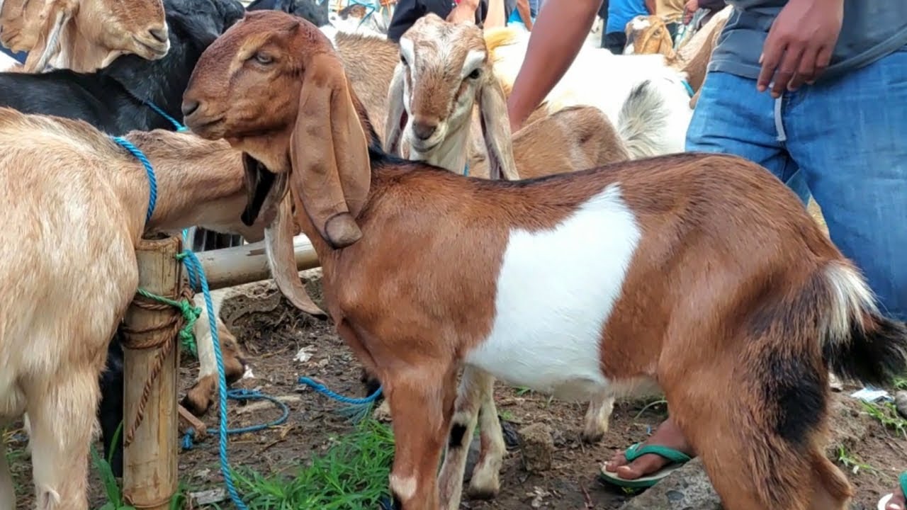 1 200‼️ DOROAN SUPER PASAR KAMBING PURWANTORO