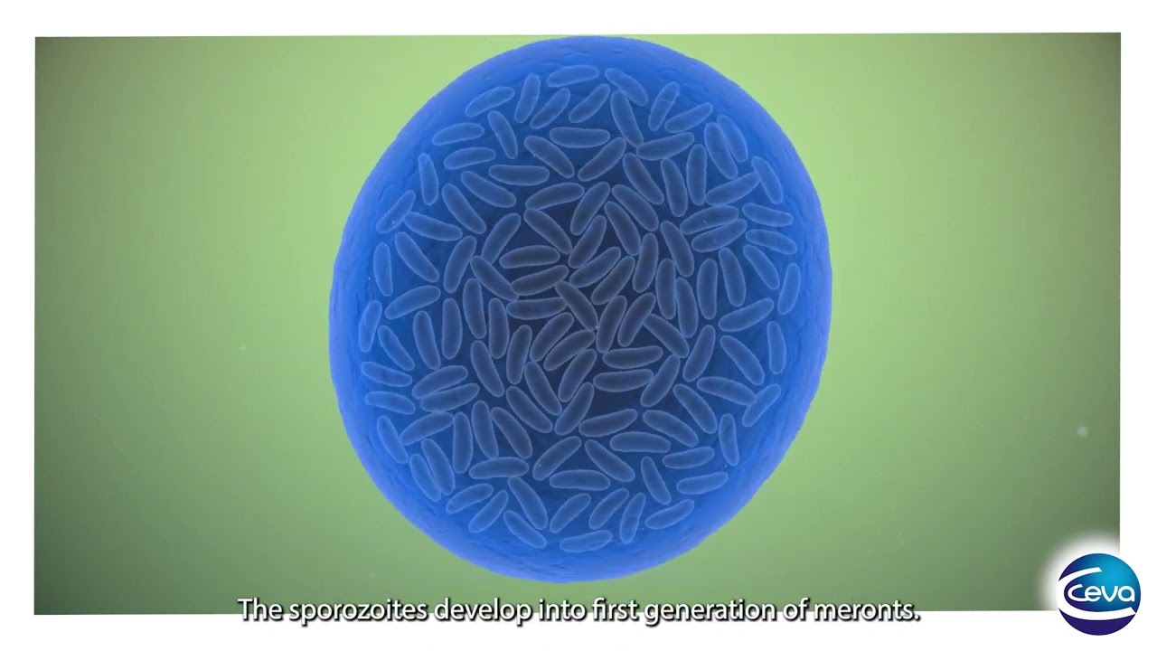 01 Cocci Introduction Coccidiosis