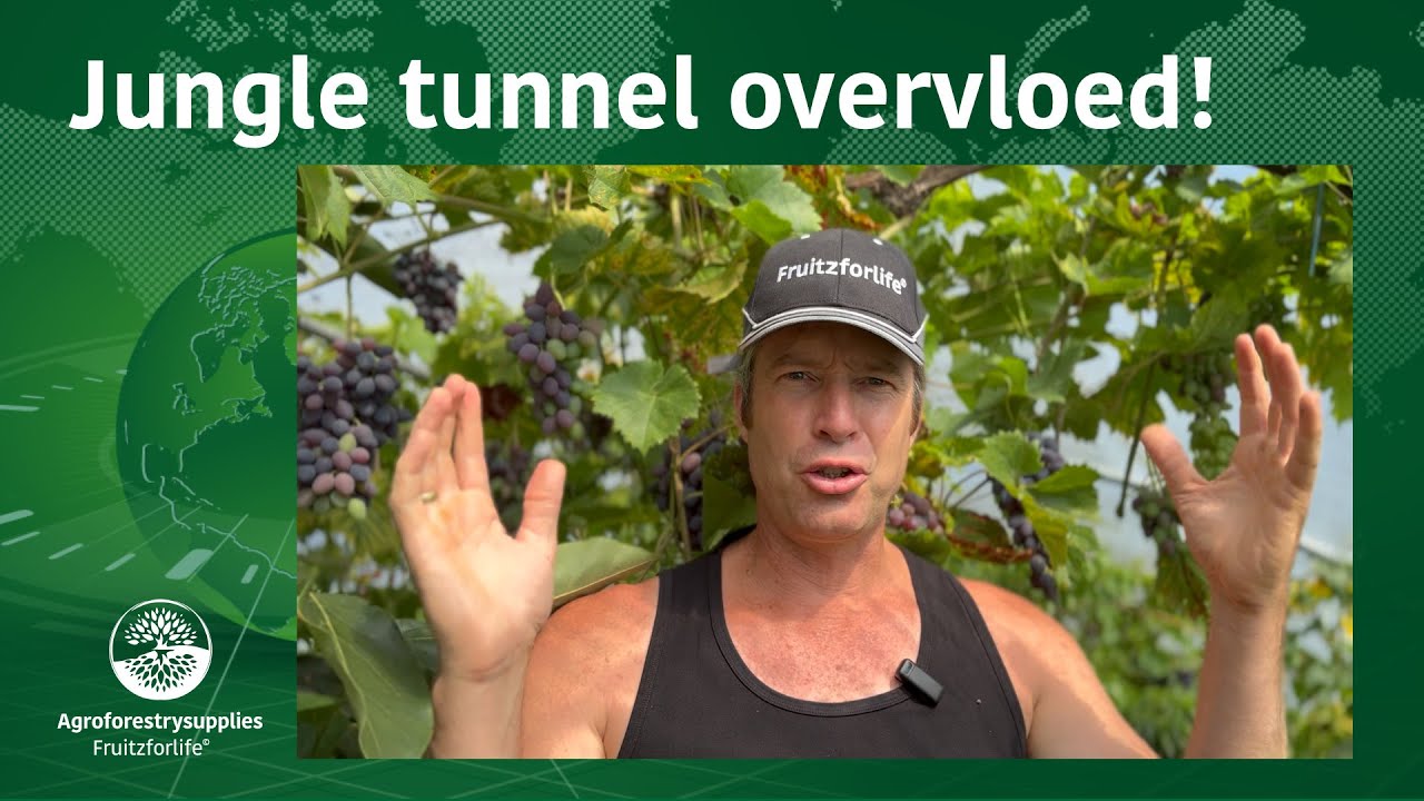 Jungle tunnel overvloed!