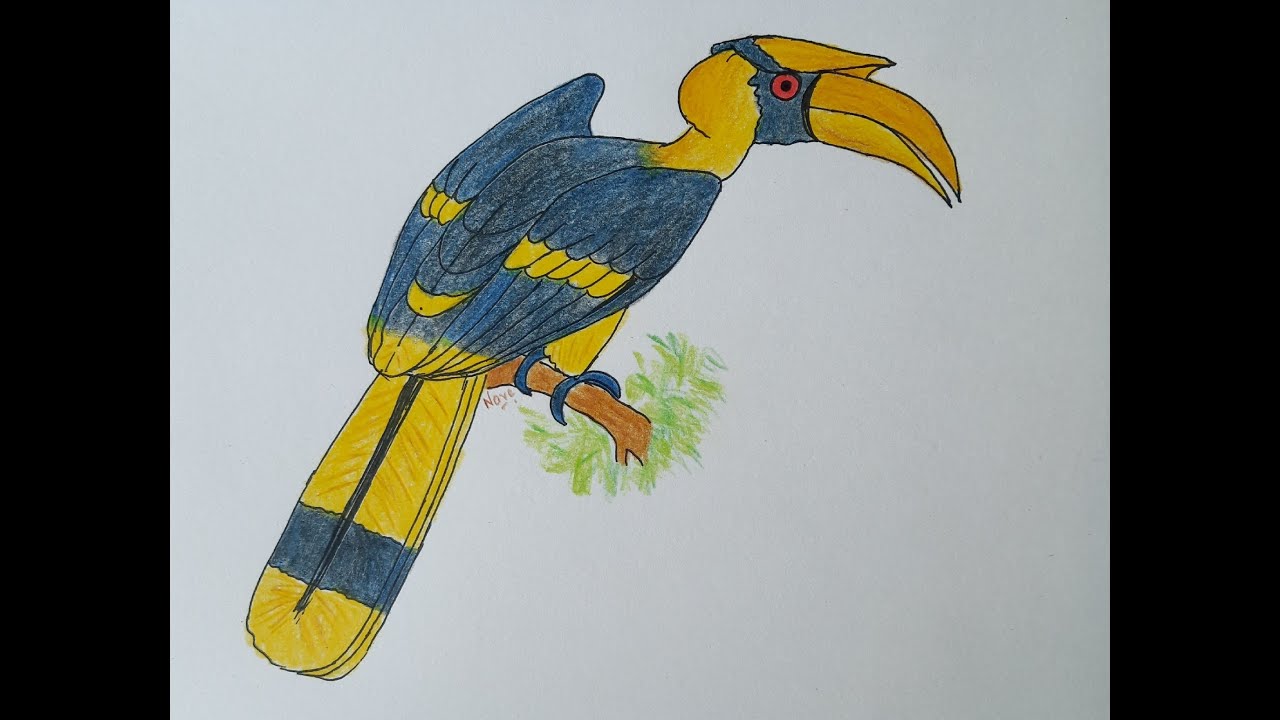 Hornbill | Colour Pencil Drawing |