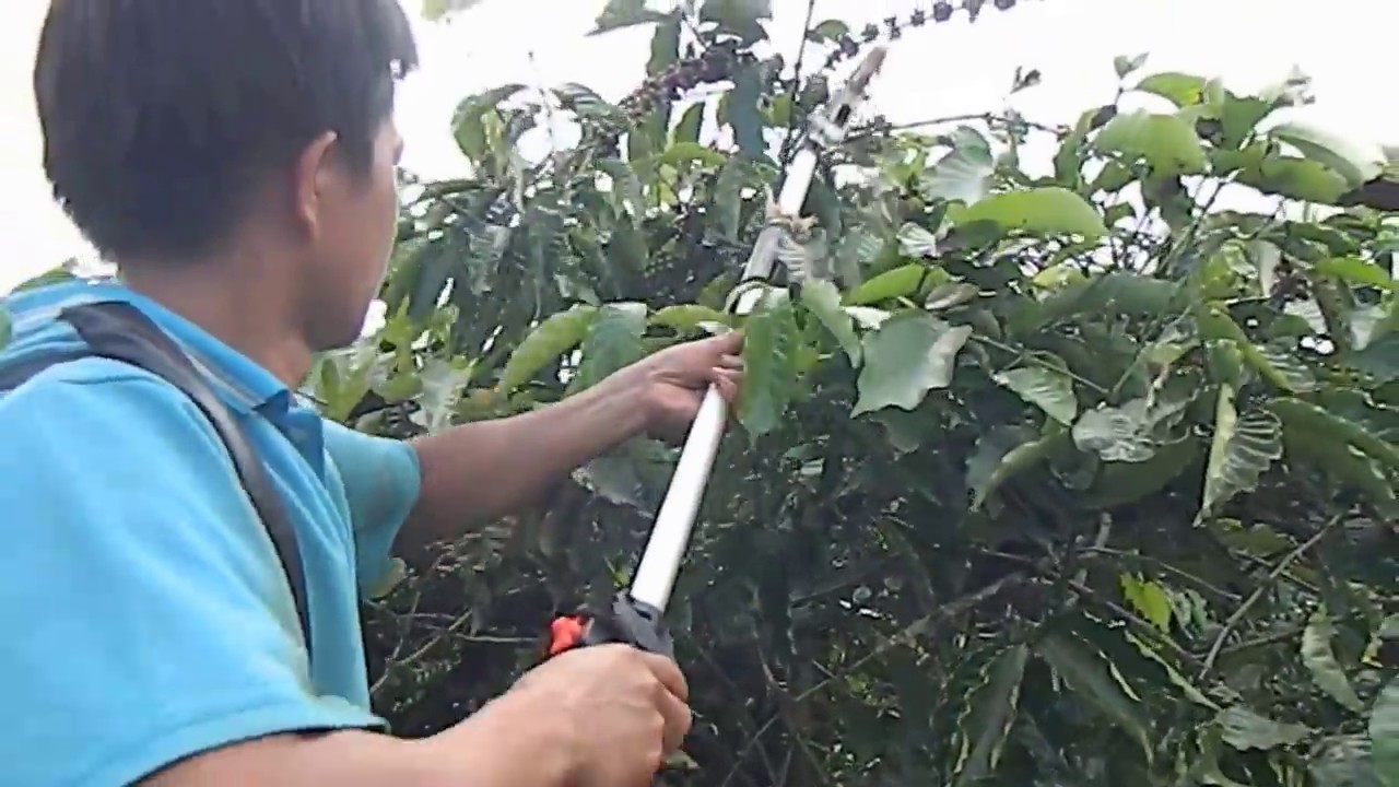Máy hái cà phê xanh cà phê chín