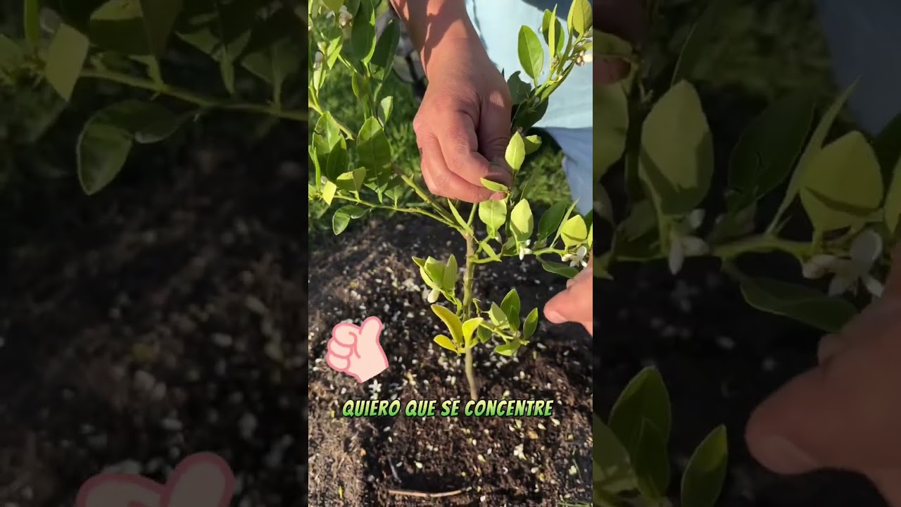 Saca las flores de tu lim&oacute;n 💚🌱 ☺️ #limon #floracion #frutos #jardineria #huerto #huertoencasa