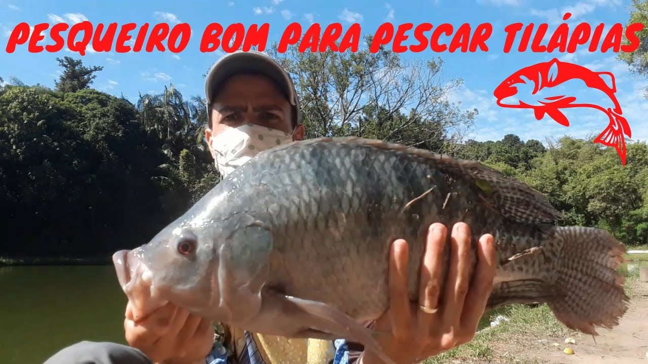 #71 - TESTEI DUAS MASSAS NO PESQUEIRO VEGAS