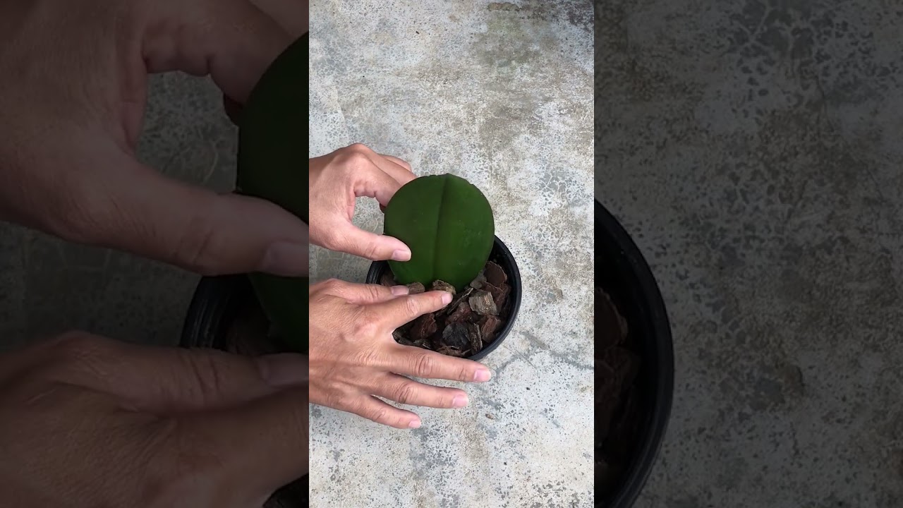 How to propagate phalaenopsis from leaves #shorts