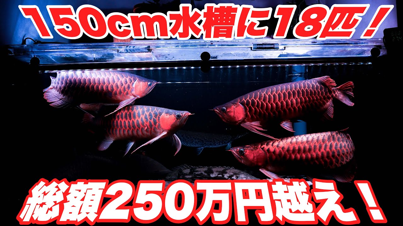 飼育魚18匹総額250万円超え！全種紹介！熱帯魚　アクアリウム　aquarium