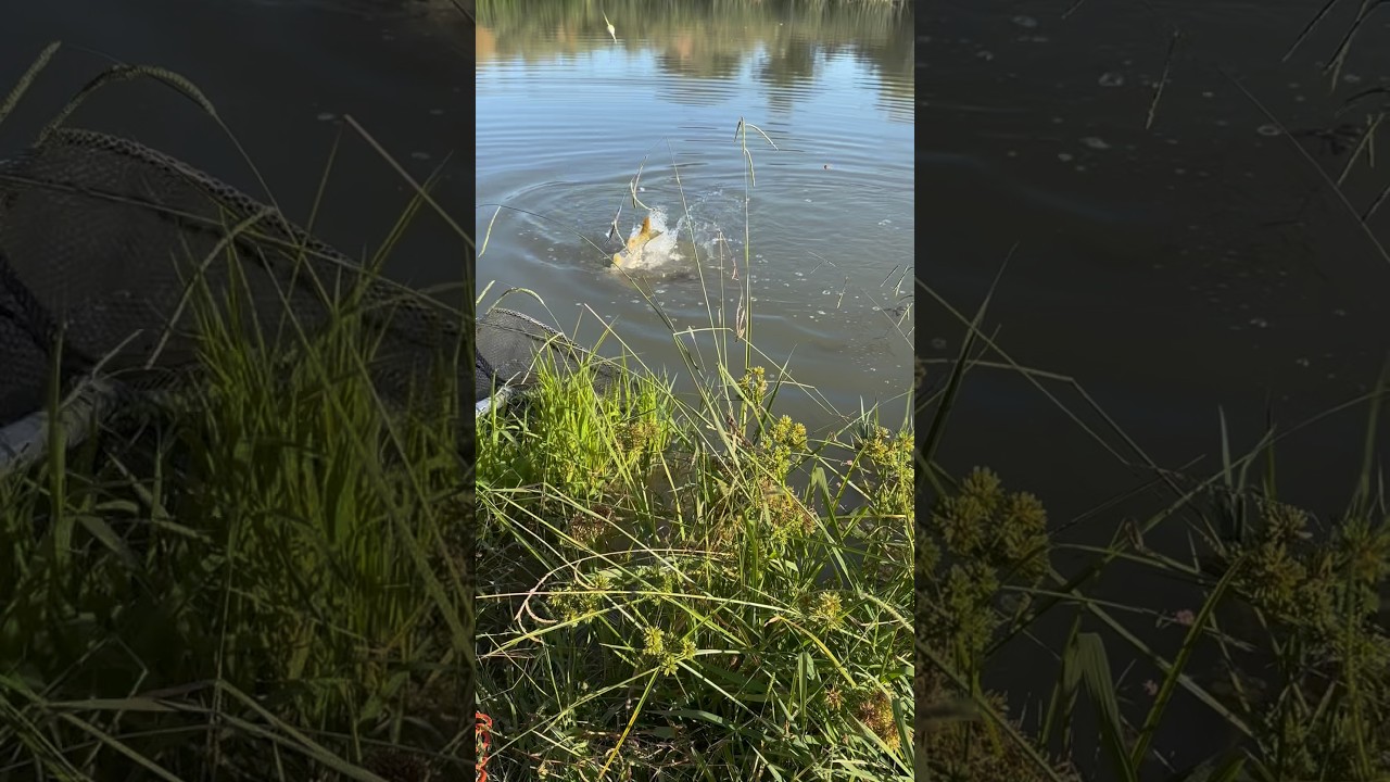 #мояжизнь #рыбалка #карповаярыбалка #басс #рыба