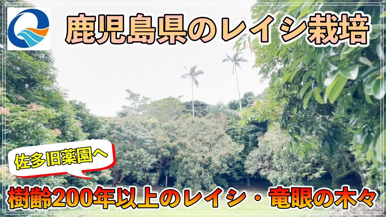 【すごい！】鹿児島県 南大隅町のレイシ栽培！樹齢200年以上のレイシ・竜眼の木々を見に！