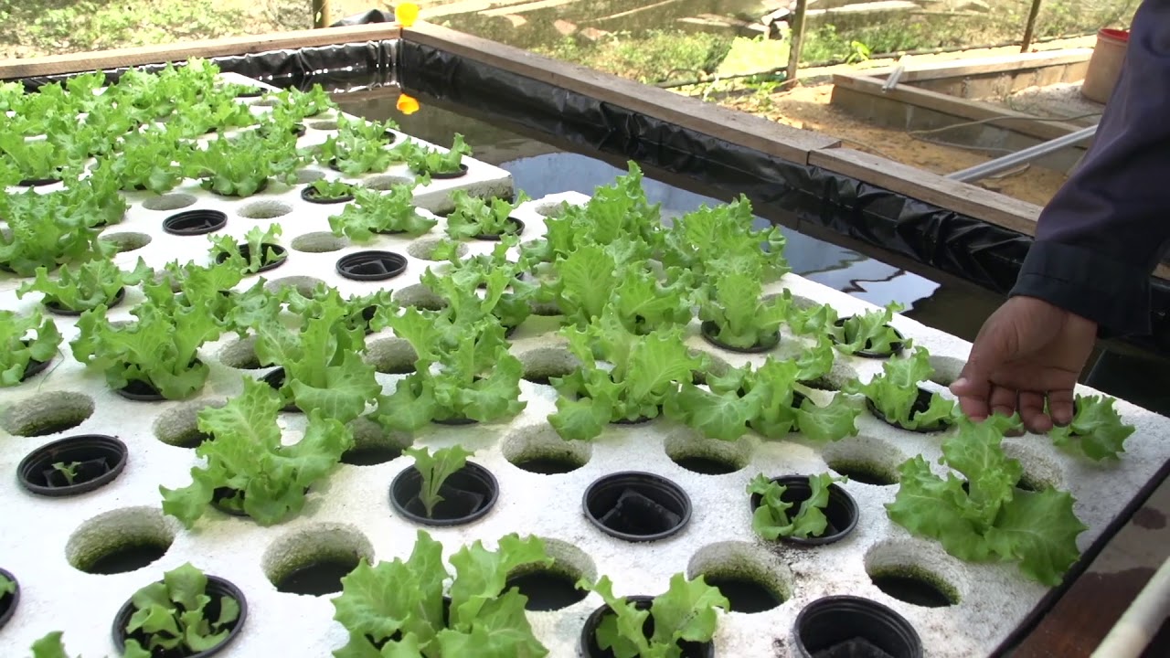 SLA PLANTEN OP AQUAPONICS