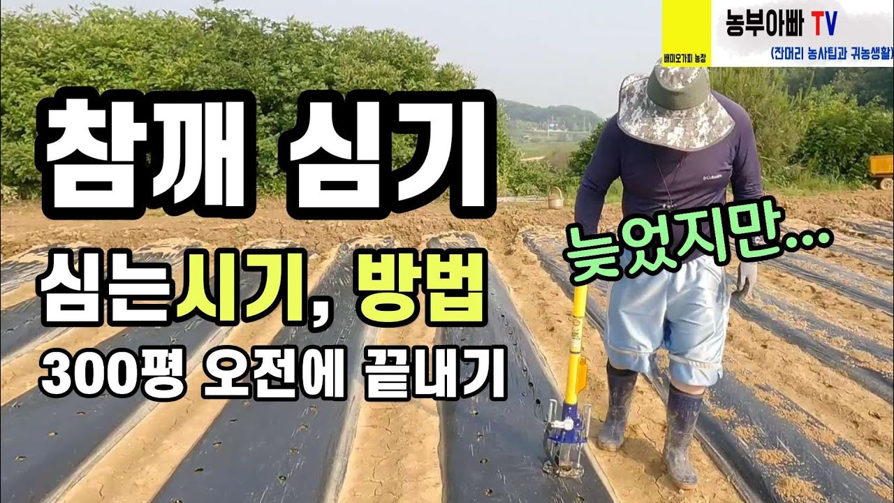참깨심는시기, 방법 그리고 참깨 파종기로 일 빨리끝내기
