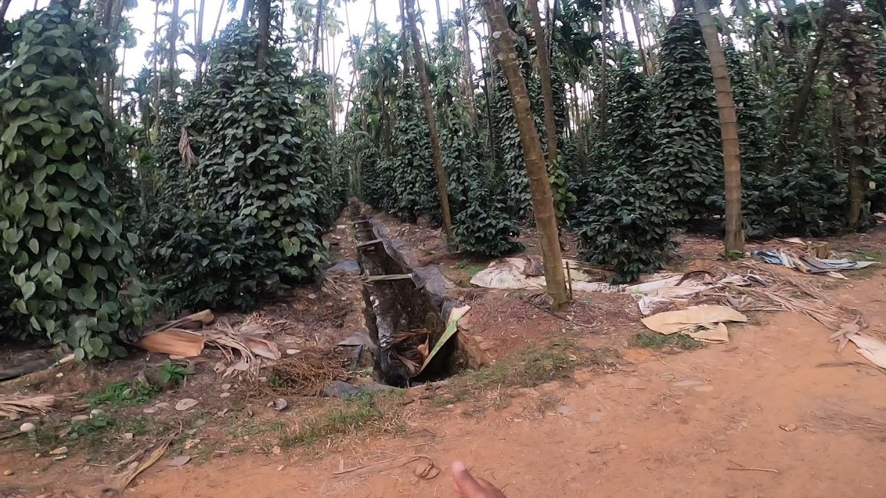 IMPORTANCE OF TRENCHING IN ARECANUT PLANTATION AND PEPPER PLANTATION