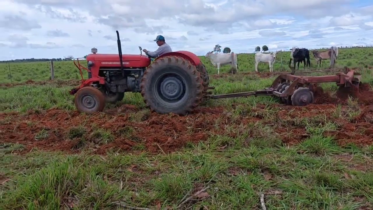 grandeando com trator massey Ferguson 65x para plantar capim