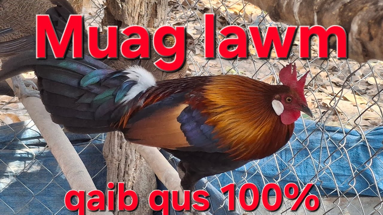 Qaib qus qua zoo muag lawm ໄກ່ປ່າຂັນມ່ວນແບ່ງອອກແລ້ວເດີ