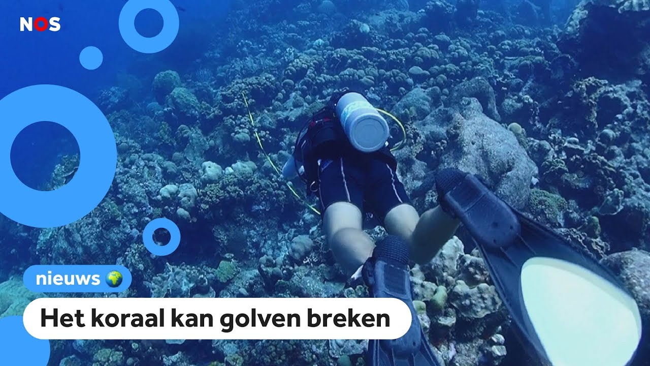 Onderzoekers: Bonaire loopt gevaar en dat heeft te maken met het koraal