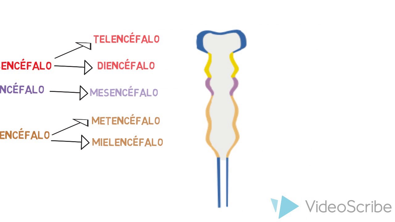VESICULAS ENCEF&Aacute;LICAS
