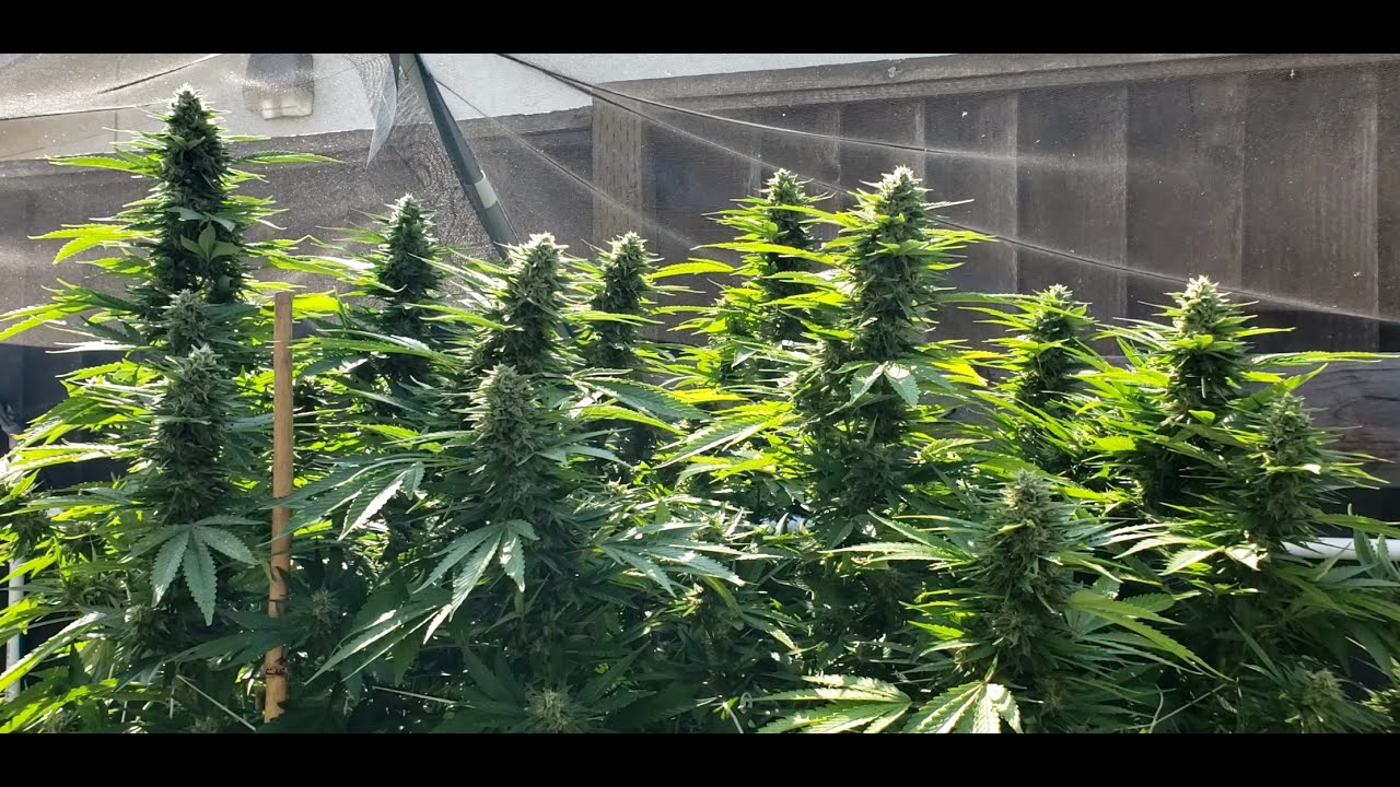 2020 Outdoor No Till Grow Episode 19