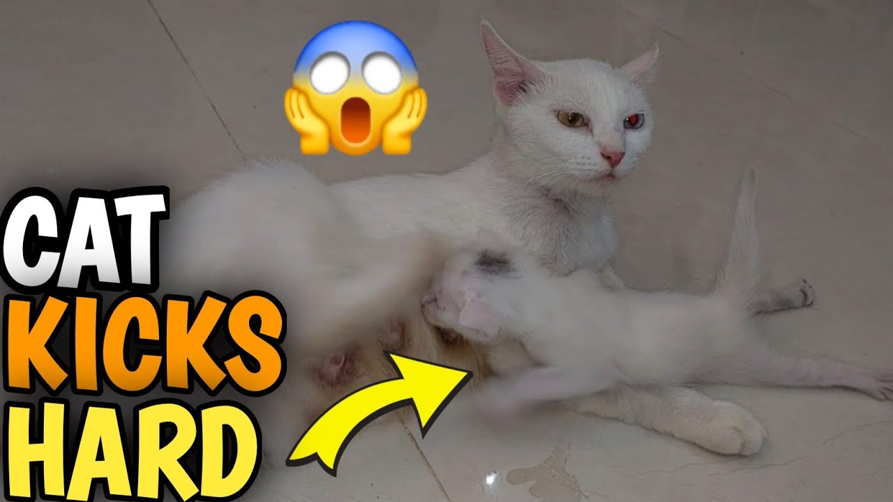 Shocking Moment 😳 Mom Cat Kicks Kitten but Starts Nursing Right After