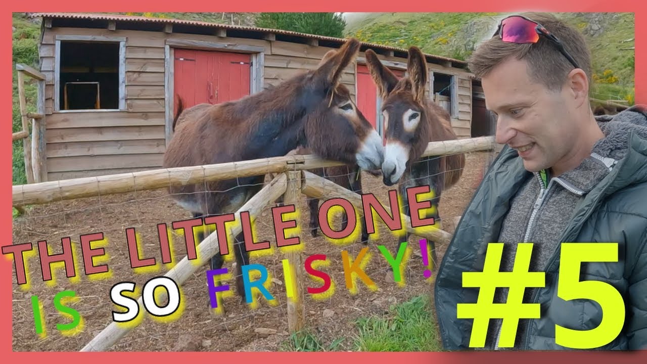 FUNCHAL ECOLOGICAL PARK & THE MOUNTAIN ECO SHELTERS, MADEIRA | BEST AIRBNB EXPERIENCE?