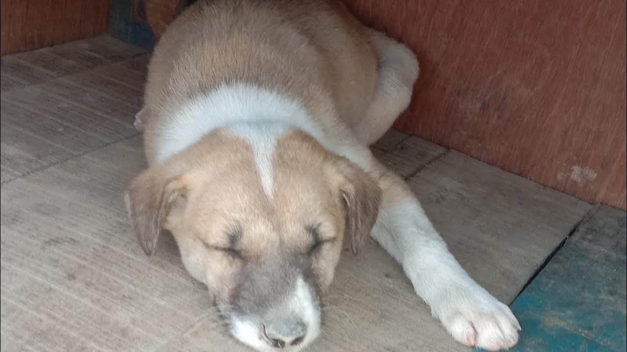 Cutes dogs | dogs lover