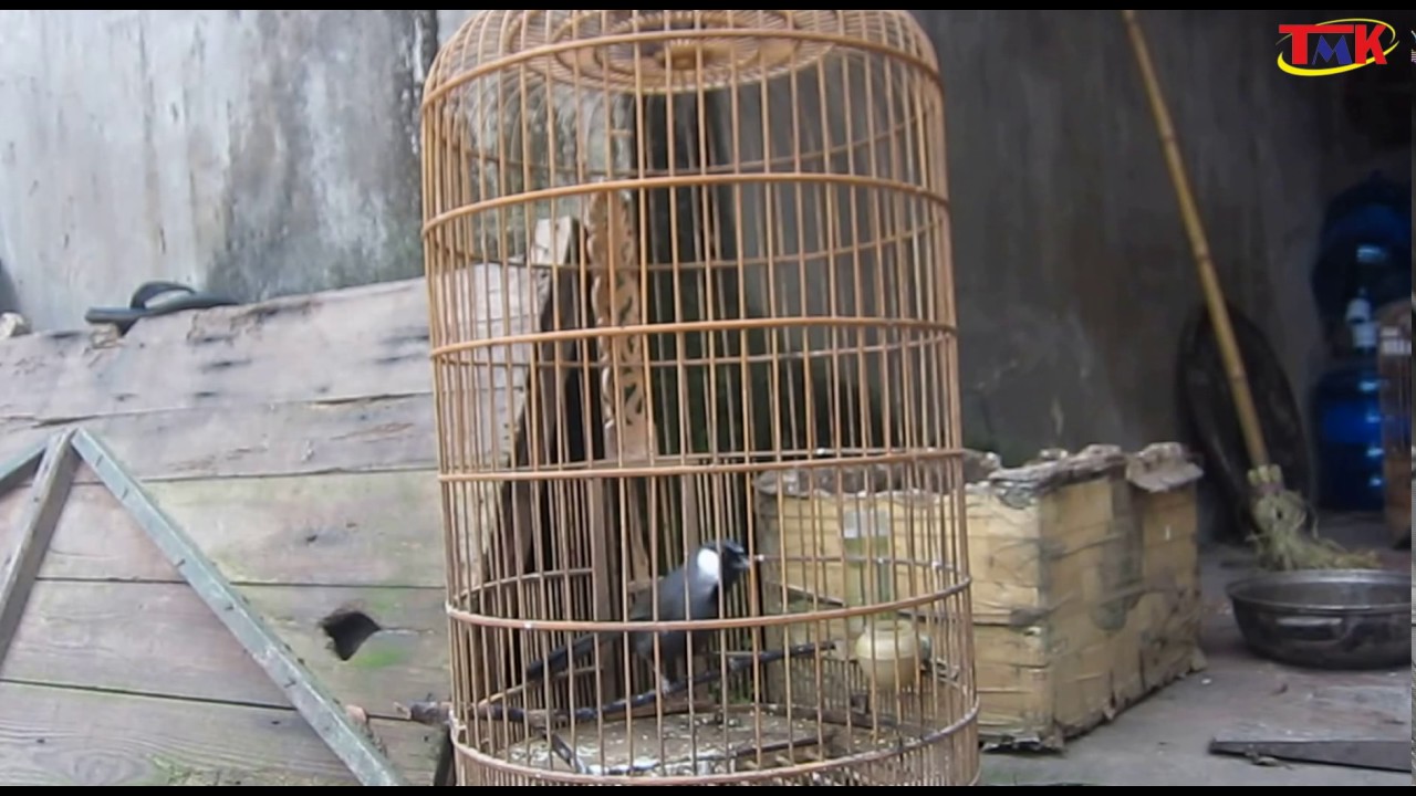 Bird Garrulax chinensis: Birdsong Chirping Melodious When The Owner Is Away - Birds Singing 2017