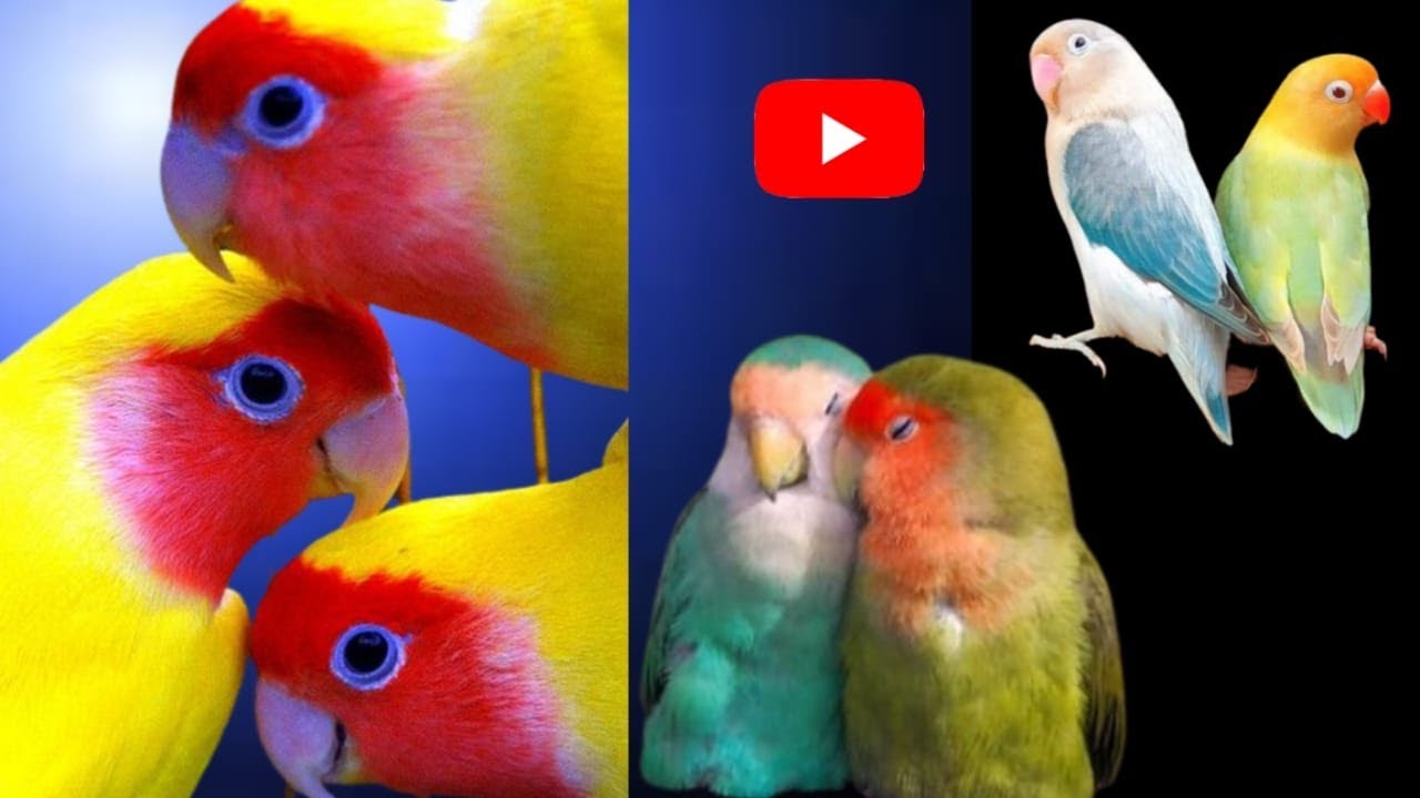 New love bird mutation  lovebirds | Cockatiel walk-in Aviary | Smart Cockatiels Male and Female.