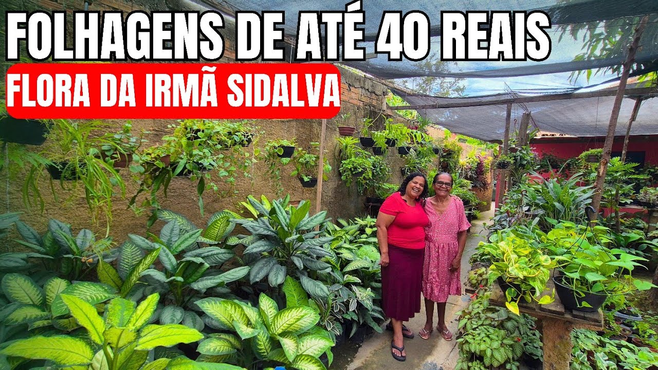 TOUR PELO QUINTAL DA IRMÃ SIDALVA QUE É UM HORTO DA IRMÃ SIDALVA
