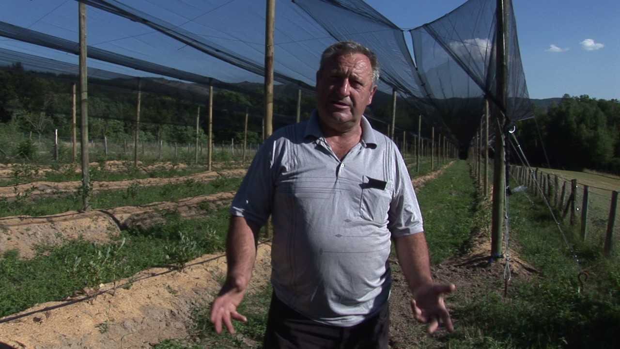 Sorta i nadmorska visina presudne za uspešno gajenje borovnice
