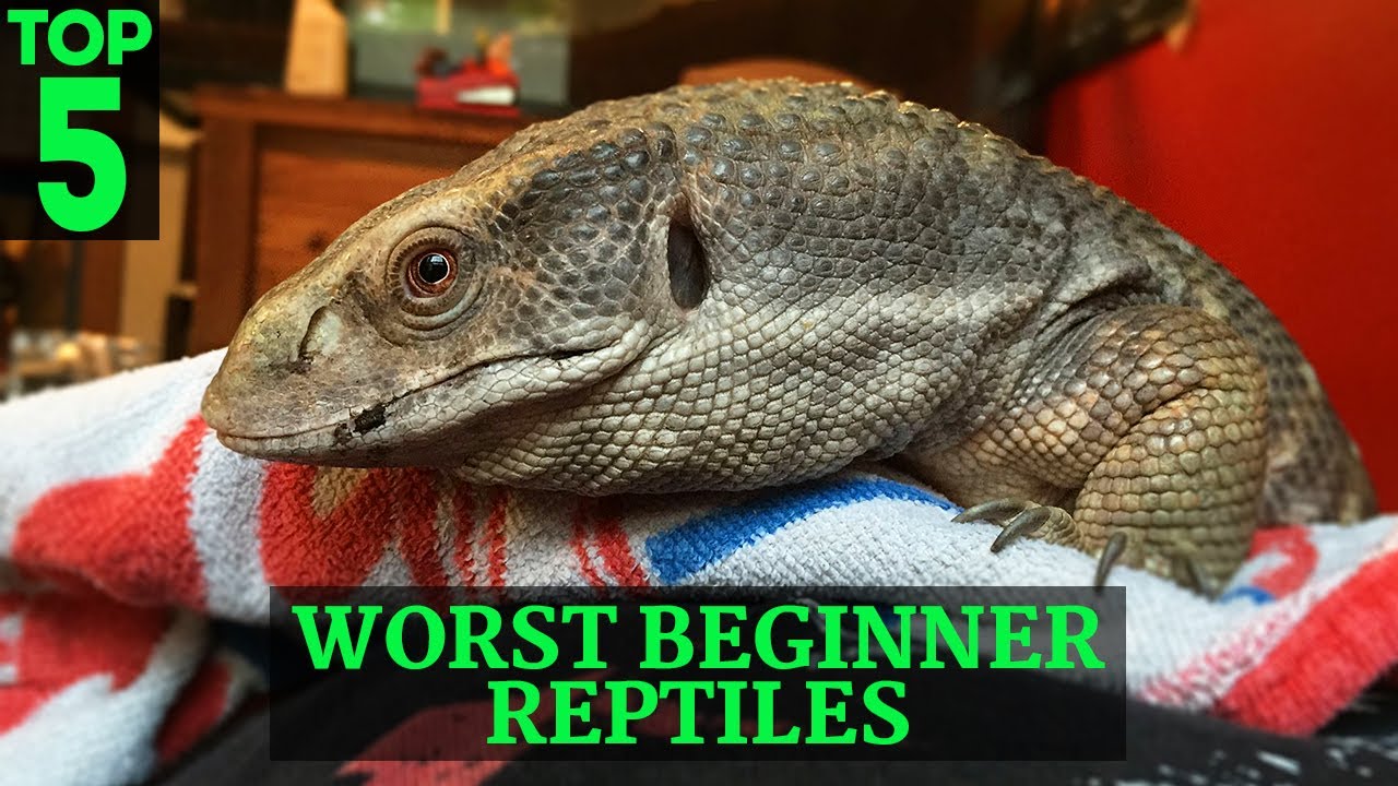 Top 5 Worst Beginner Pet Reptiles Sold At Pet Stores