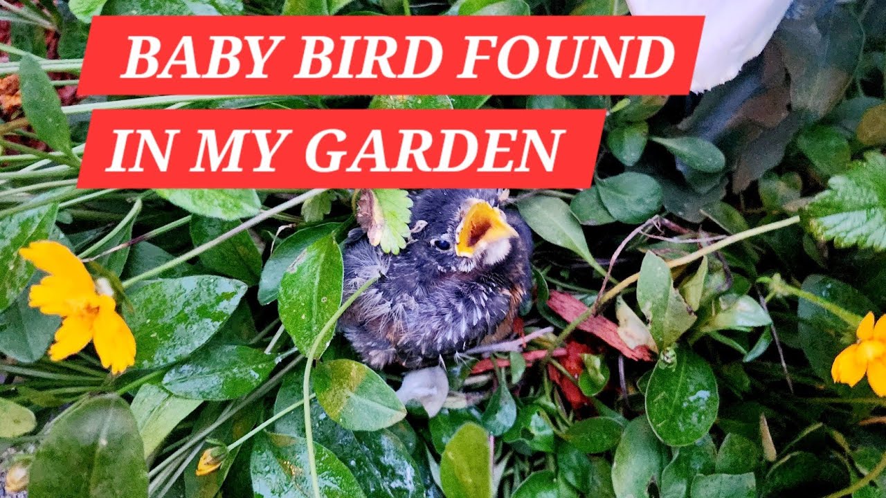 I FOUND ANOTHER BABY BIRD IN MY GARDEN. Fed it some eggs.