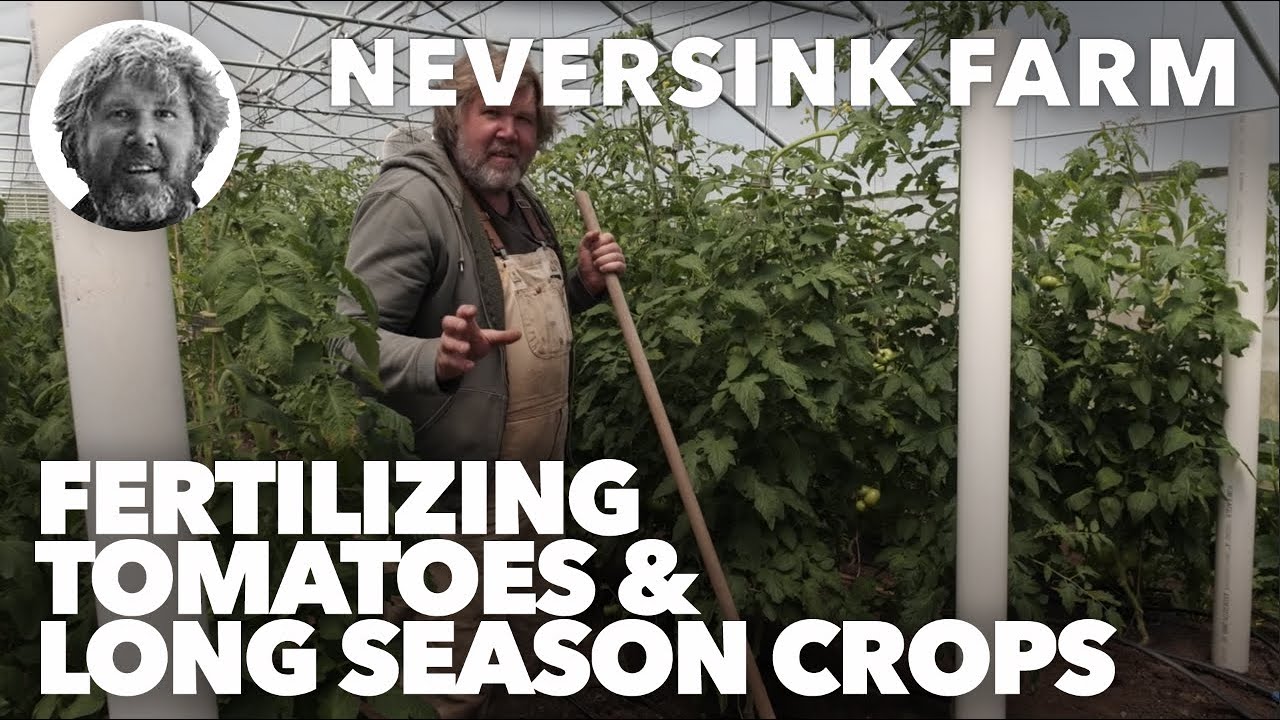 Fertilizing Tomatoes and Long Season Crops while they are in the Ground